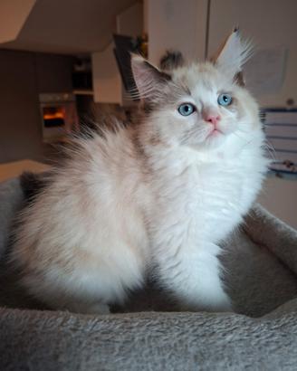Cucciola di ragdoll senza pedigree