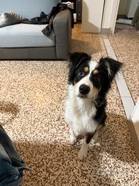 Loky cucciolo 5 mesi