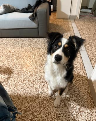 Loky cucciolo 5 mesi