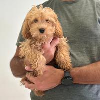 Maltipoo Rosso ( Maltese + Barboncino )