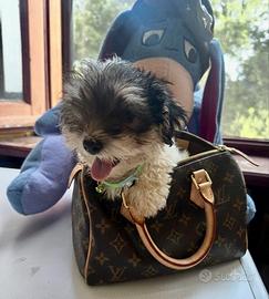 Yorkshire terrier, biewer