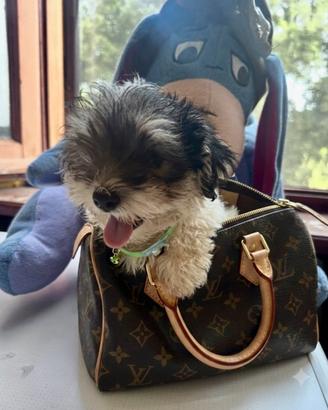 Yorkshire terrier, biewer