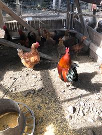Galli e galline