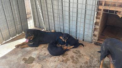 Cucciole di rottweiler 4 mesi