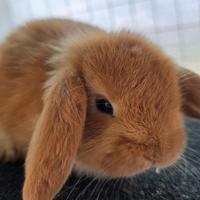 Coniglio ariete cucciolo