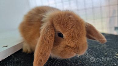 Coniglio ariete cucciolo