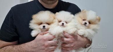 Spitz Di Pomerania Mini