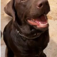 Labrador femmina di 2 anni per adozione