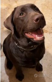 Labrador femmina di 2 anni per adozione
