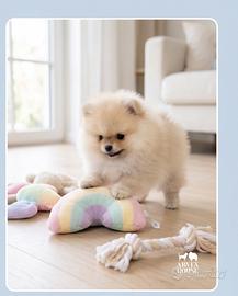 Cucciolo Spitz nano tedesco arancio chiaro - dolci