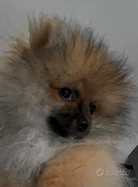 Spitz di pomerania 