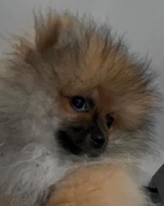Spitz di pomerania 