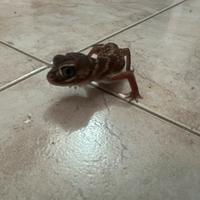 Coppia geco Nephrurus levis più teca