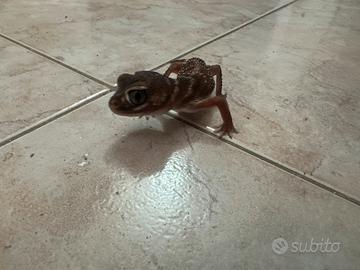 Coppia geco Nephrurus levis più teca