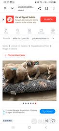 Cuccioli cane