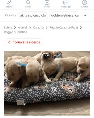 Cuccioli cane