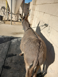 Asina femmina pronta al parto