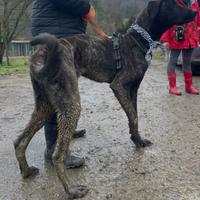 Maschio splendido Golia levriero