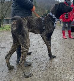 Maschio splendido Golia levriero
