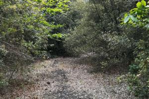 Terreno boschivo Nicolosi