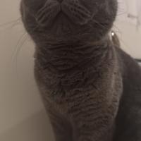 Gattina Scottish fold