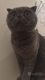 Gattina Scottish fold