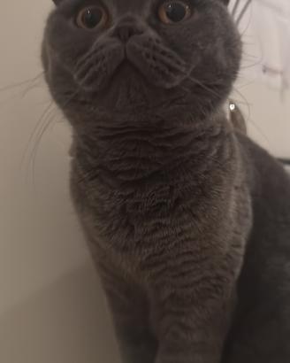 Gattina Scottish fold