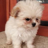 Cucciola di Maltese Toy e Chihuahua