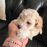 Maltipoo maschio