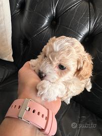 Maltipoo maschio
