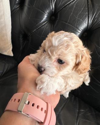 Maltipoo maschio