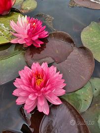 Piante da laghetto e da fitodepurazione