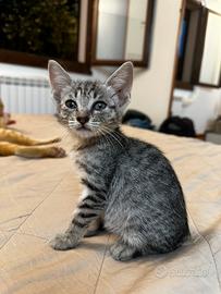 Gattini
