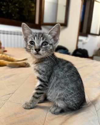 Gattini