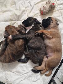 Boxer cuccioli allevamento Enci