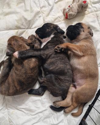 Boxer cuccioli allevamento Enci