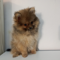 Spitz di Pomerania mini femmina 85 giorni