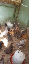 Galline ornamentali