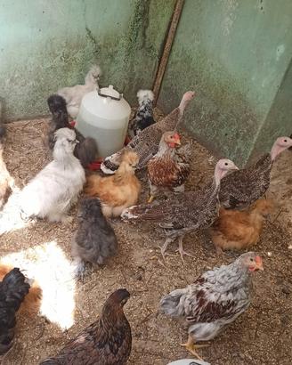 Galline ornamentali
