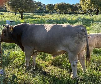 Toro