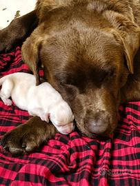 Cuccioli miele labrador retriever 