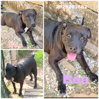 Una casa per Bea cagnolina sfortunata