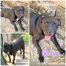 Una casa per Bea cagnolina sfortunata