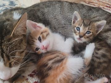 Fratellini in adozione