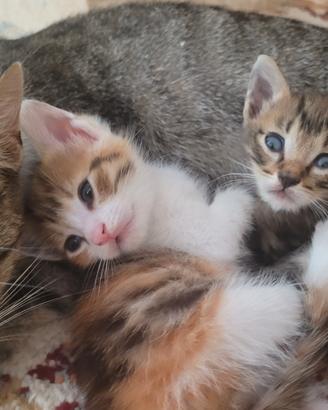 Fratellini in adozione