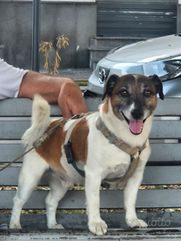 Jack russel