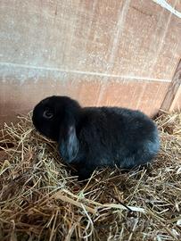 Coniglio ariete nano