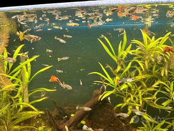 B.l.o.c.c.o 80 Guppy