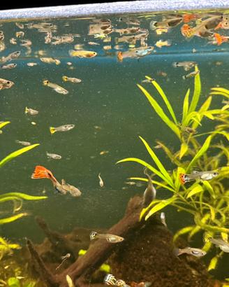 B.l.o.c.c.o 80 Guppy
