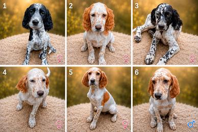 Cuccioli di Setter inglesi - razza pura